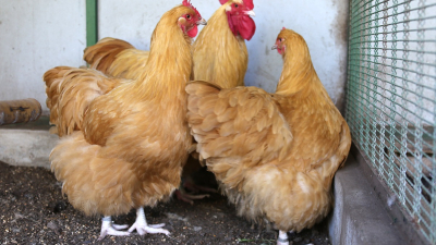 La firma que produce tanino en el Chaco muestra beneficios en aves de criadero