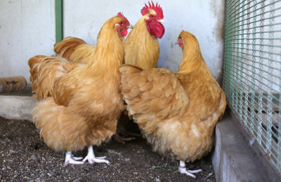 La firma que produce tanino en el Chaco muestra beneficios en aves de criadero