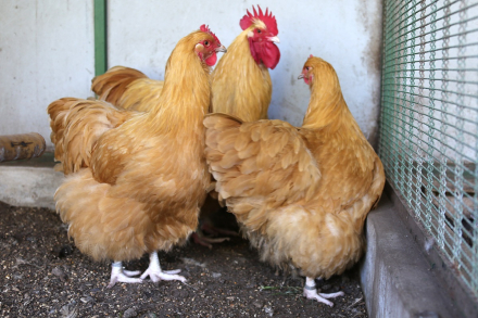 aves cria.jpg