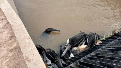 Imágenes dramáticas de osos hormigueros atascados por una obra pública