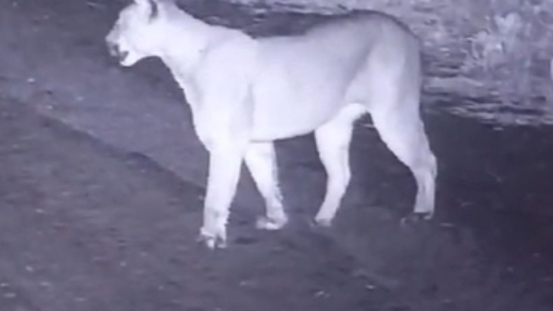 Temor por un puma suelto en un country que fue captado por cámaras de seguridad