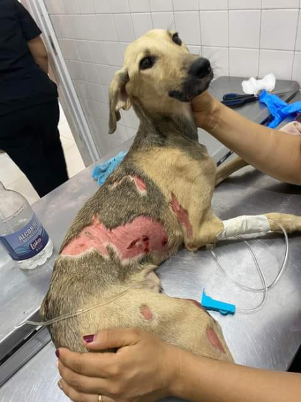 perrita quemada tami.jfif