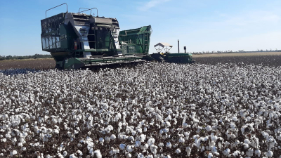 El algodón espera el reacomodamiento de la economía argentina