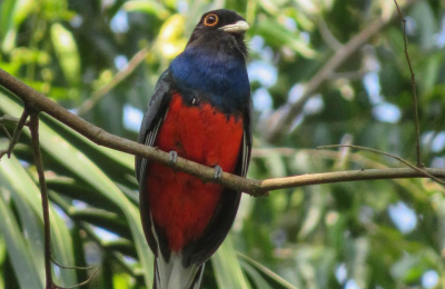 La selva misionera y las yungas, dos de las "riquezas escondidas" para quienes gustan avistar aves