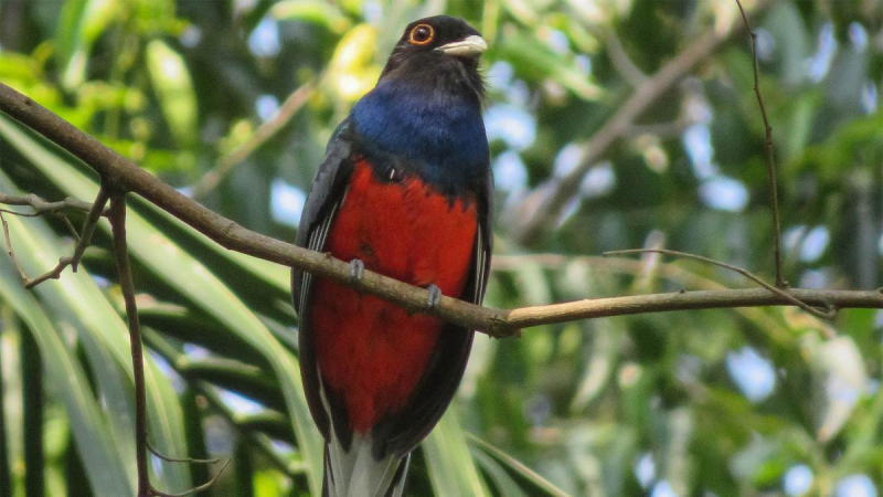 La selva misionera y las yungas, dos de las "riquezas escondidas" para quienes gustan avistar aves