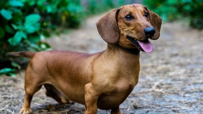 Corrientes: fallo inédito dispone un régimen de visitas para un perro