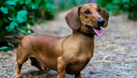 perro salchi.jpg