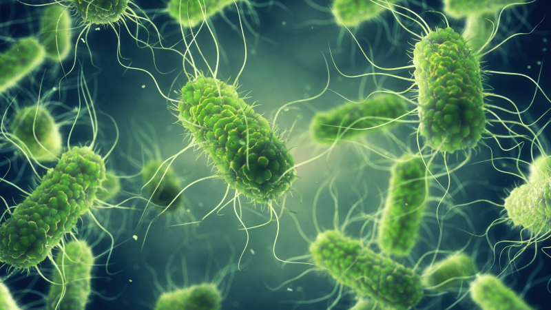Salta: casi mil casos de Salmonella en lo que va del año