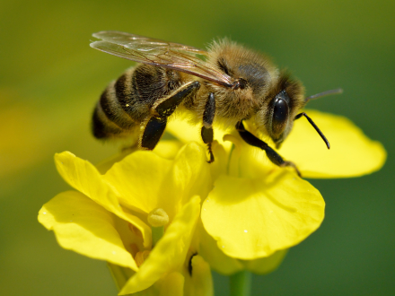 Apis_mellifera.jpg