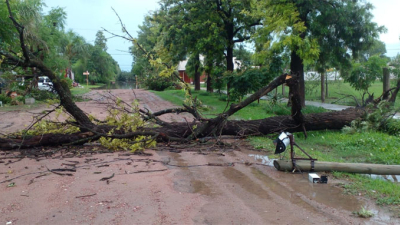 Caída de árboles, voladura de techos y sin luz por los fuertes vientos