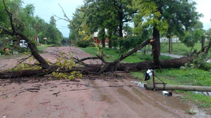 Caída de árboles, voladura de techos y sin luz por los fuertes vientos