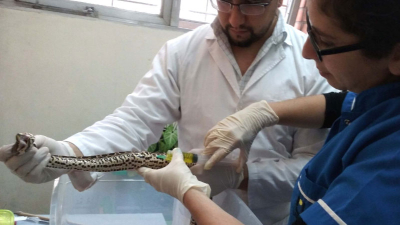 Diseñan un protocolo para el manejo de serpientes en cautiverio