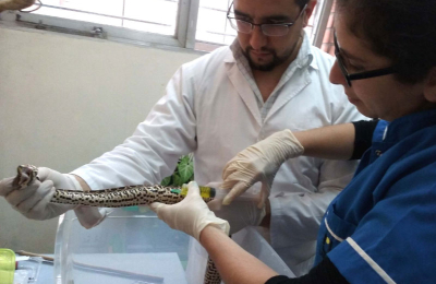 Diseñan un protocolo para el manejo de serpientes en cautiverio