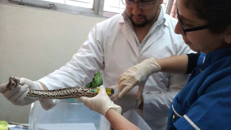 Diseñan un protocolo para el manejo de serpientes en cautiverio