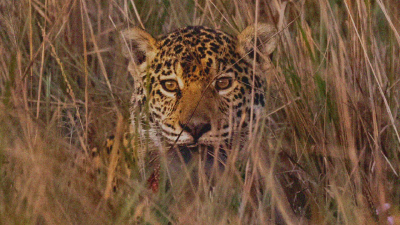Registraron un nuevo yaguareté silvestre en el Parque Iberá