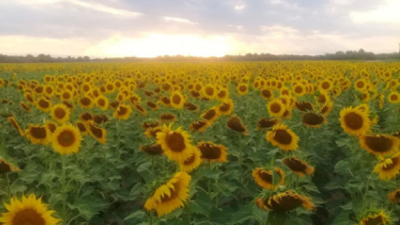 Girasol: lotes con bajos rendimientos y sin el seguro ofrecido por la provincia