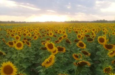 Girasol: lotes con bajos rendimientos y sin el seguro ofrecido por la provincia