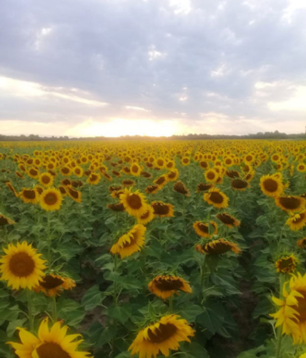 girasol.jpg