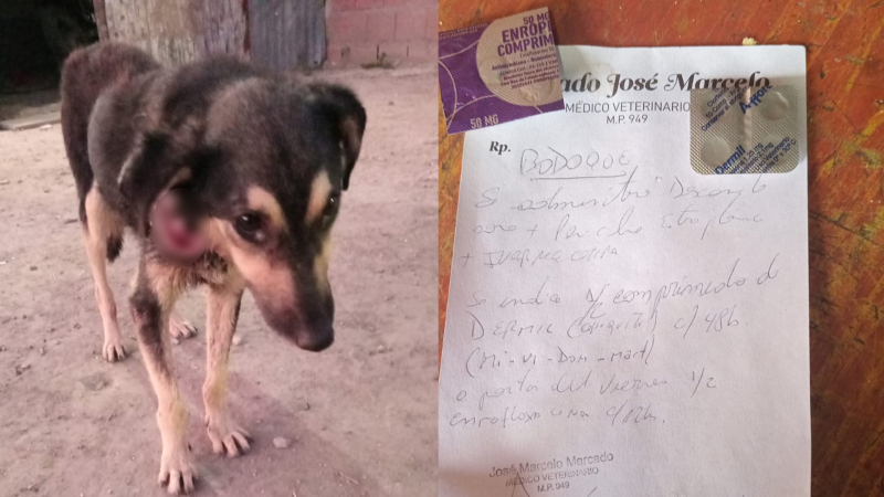 Machetearon a ‘Bodoque’ y necesitan fondos para su recuperación