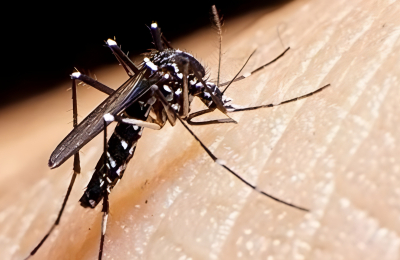 El Chaco encabeza ranking de contagios por dengue: casi 9000 casos en enero