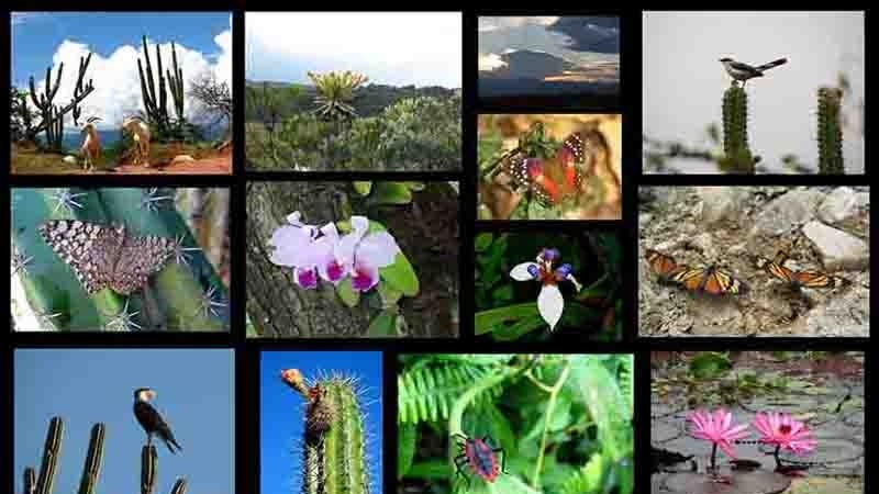 Gran aumento del número de especies en peligro crítico de extinción