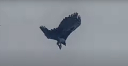 aguila.jpg