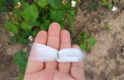Especialistas del INTA Sáenz Peña trabajan en un genotipo de fibra extralarga
