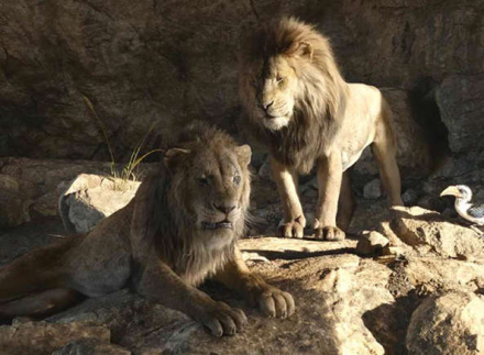 mufasa.jpg