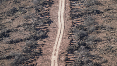Greenpeace: "La propuesta de actualización del Ordenamiento Territorial del Chaco viola la Ley de Bosques"