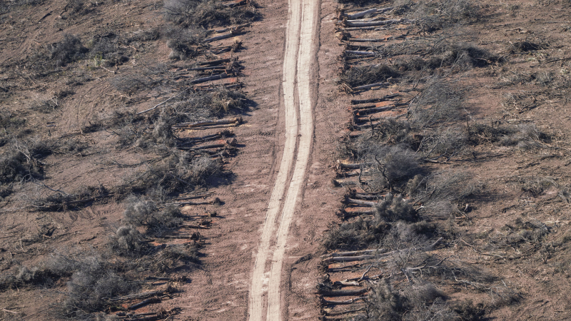Greenpeace: "La propuesta de actualización del Ordenamiento Territorial del Chaco viola la Ley de Bosques"