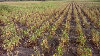 El aparato productivo chaqueño herido por el calor intenso y por las plagas