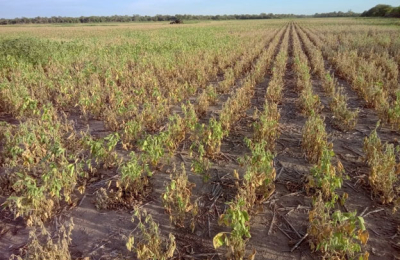 El aparato productivo chaqueño herido por el calor intenso y por las plagas