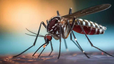 Advierten que el riesgo de contraer dengue seguirá cuando bajen las temperaturas
