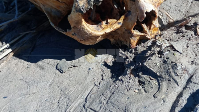 Resistencia: nuevo hallazgo de restos óseos humanos