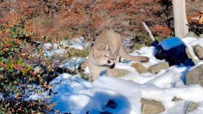 El Chaltén: un puma apareció frente a turistas que hacían trekking