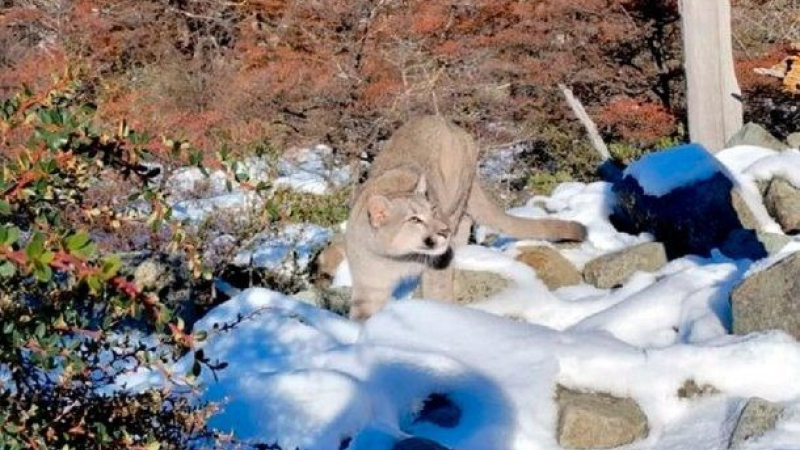 El Chaltén: un puma apareció frente a turistas que hacían trekking