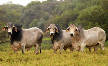 16-R-161-Brahman-fotoExpoAgro.jpg