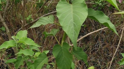 Pasturas peligrosas: buscan descifrar la toxicidad de la Ipomoea carnea