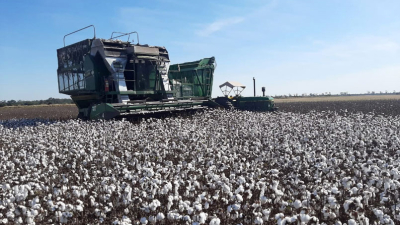 Avanza lentamente la cosecha de algodón