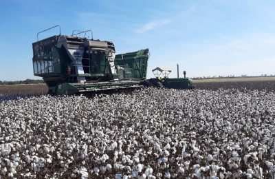 Avanza lentamente la cosecha de algodón