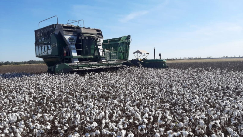 Avanza lentamente la cosecha de algodón