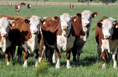 Esperan que el precio del novillo Mercosur se recupere en esta semana