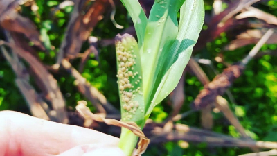 Ni los rebrotes de sorgo se salvan del pulgón amarillo