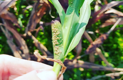 Ni los rebrotes de sorgo se salvan del pulgón amarillo