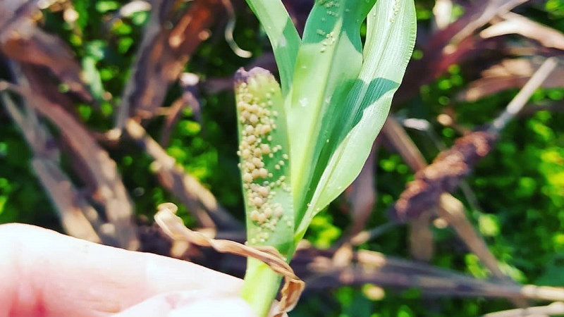 Ni los rebrotes de sorgo se salvan del pulgón amarillo