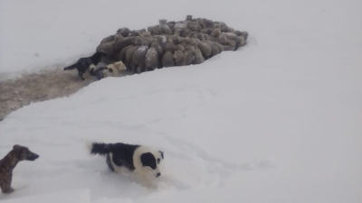 Peligran un millón de ovejas y 40.000 bovinos