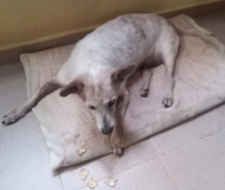 toti2.jpg