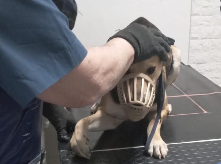 perrito Malevo 1.jfif copy