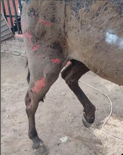 caballo quemado 2.JPG