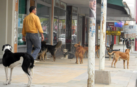 perros.JPG